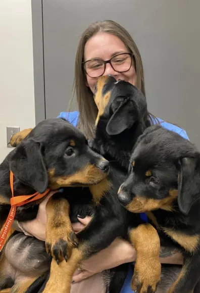 Casey holding 3 black and brown puppies